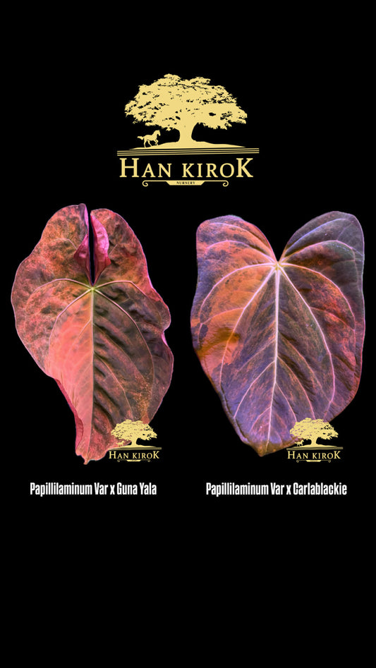 Anthu ( Pap Var x Guna Yala ) x Anthu ( Pap Var x Carlablackie) by Han Kirok