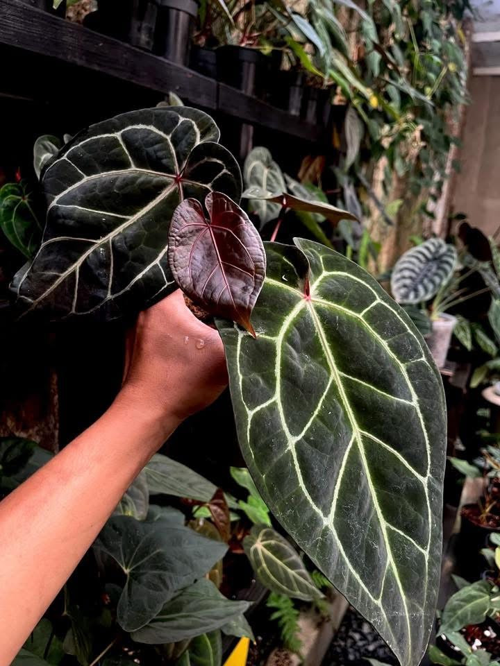 Anthurium Dreamweaver S1 x AOS ‘Tezula’ by Han Kirok
