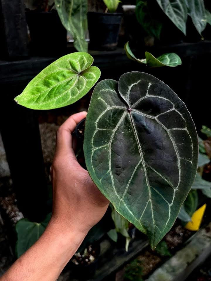 Anthurium Dreamweaver S1 x AOS ‘Tezula’ by Han Kirok