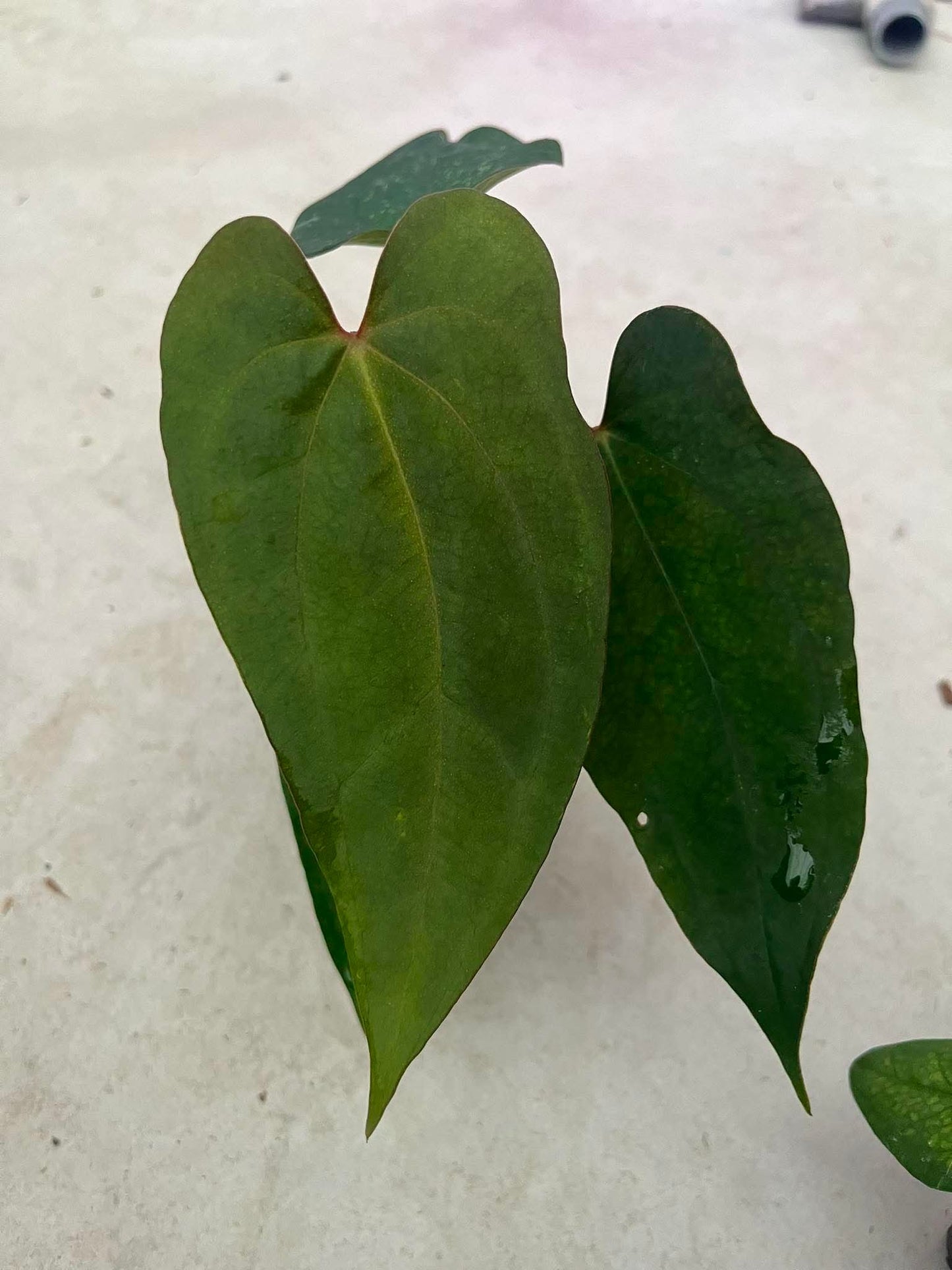 Anthurium AOS ‘Tezula’ x BVEP ‘Tezula’ by Han Kirok