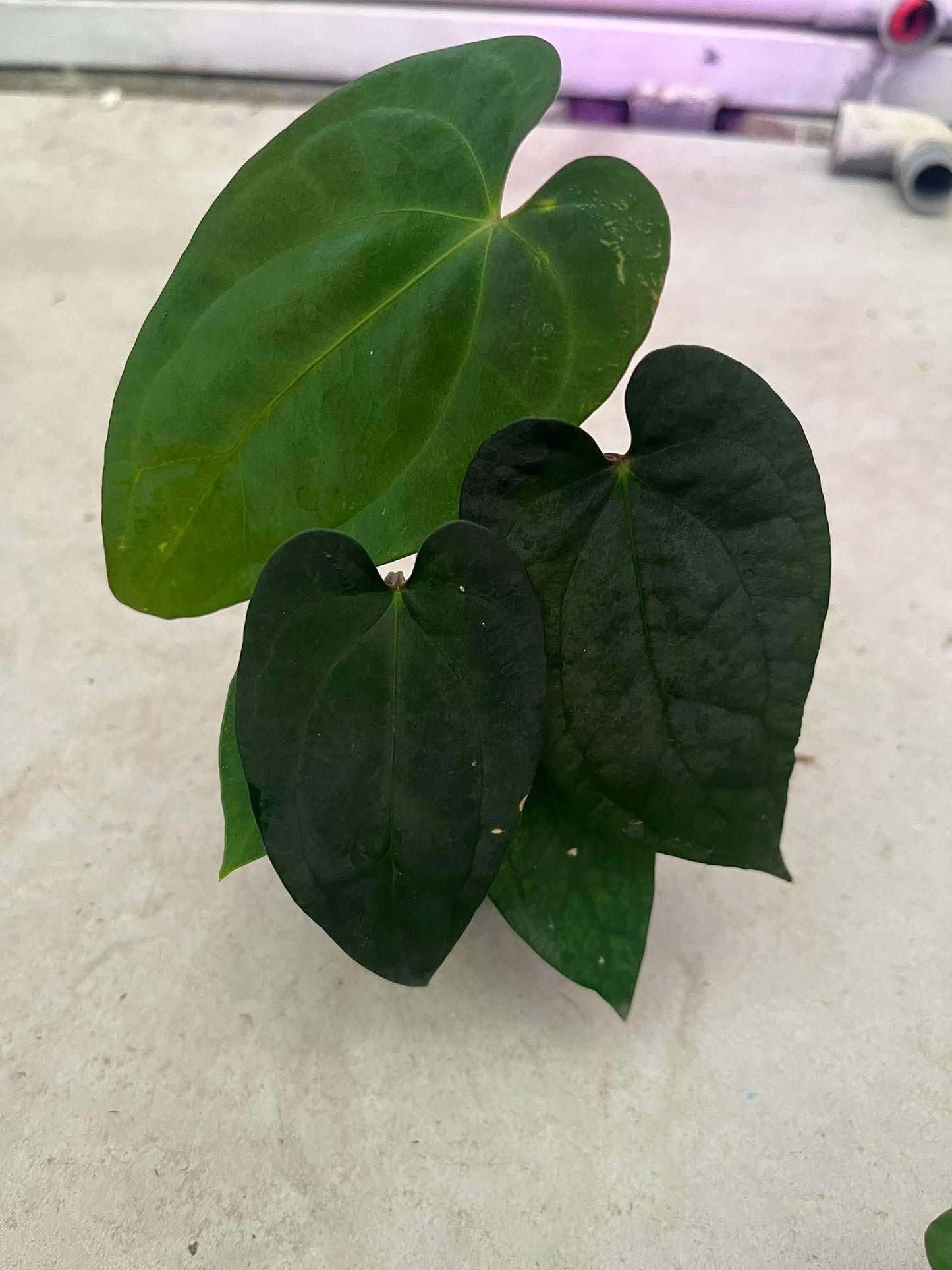 Anthurium AOS ‘Tezula’ x BVEP ‘Tezula’ by Han Kirok