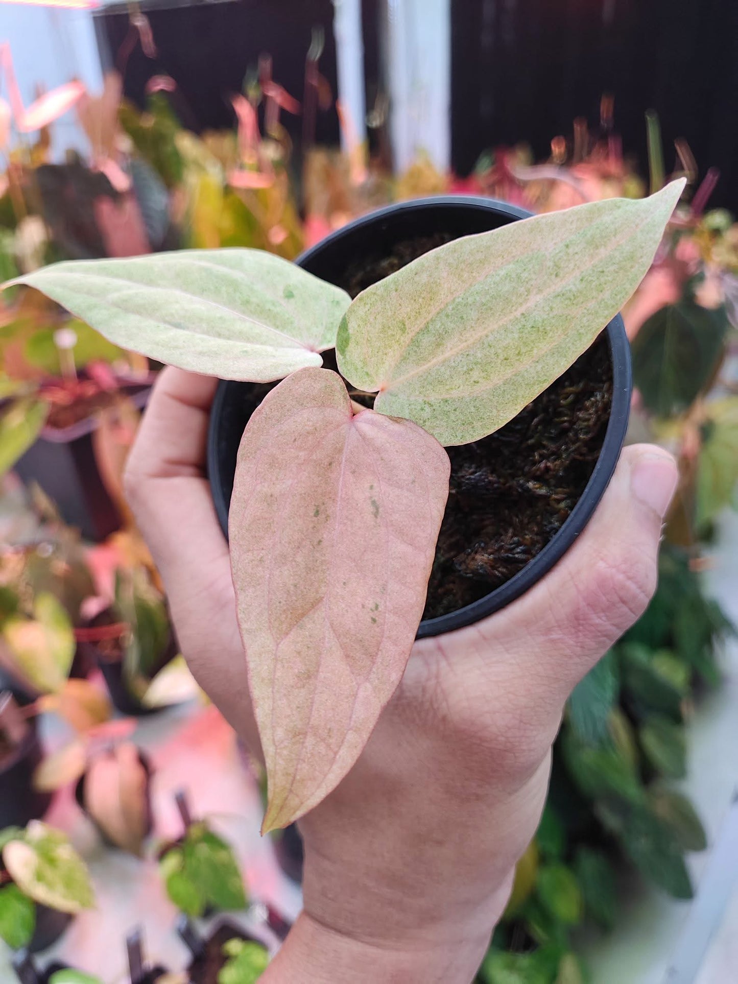 Anthurium Dressleri x RVDP S1 Pink Variegation by Han Kirok