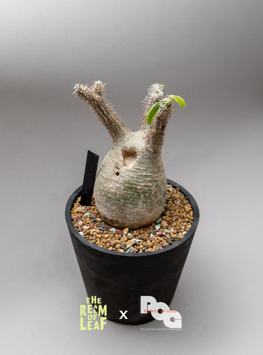 Pachydium Gracillius