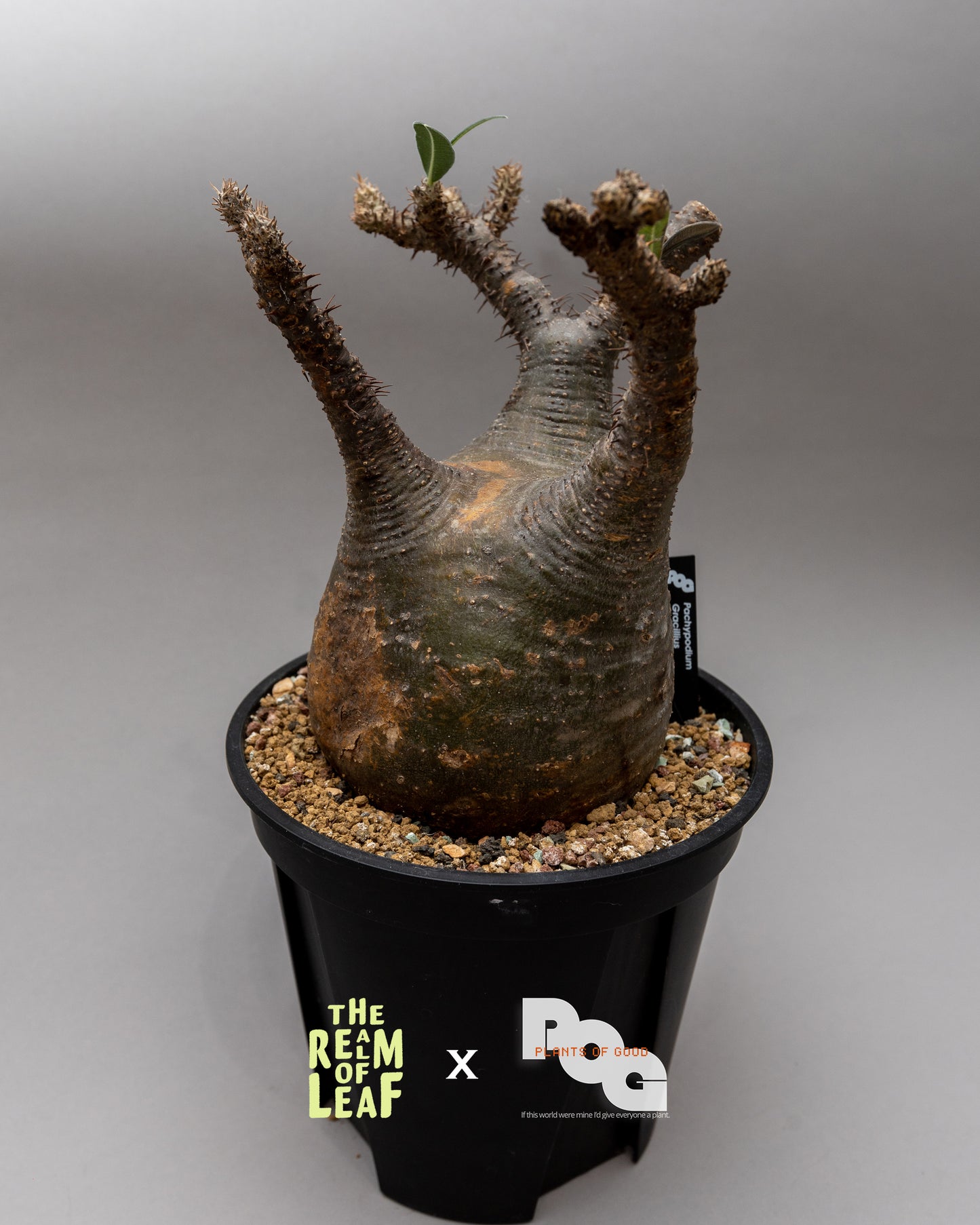 Pachydium Gracillius