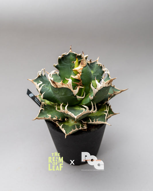 Titanota Agave "Red Cat"