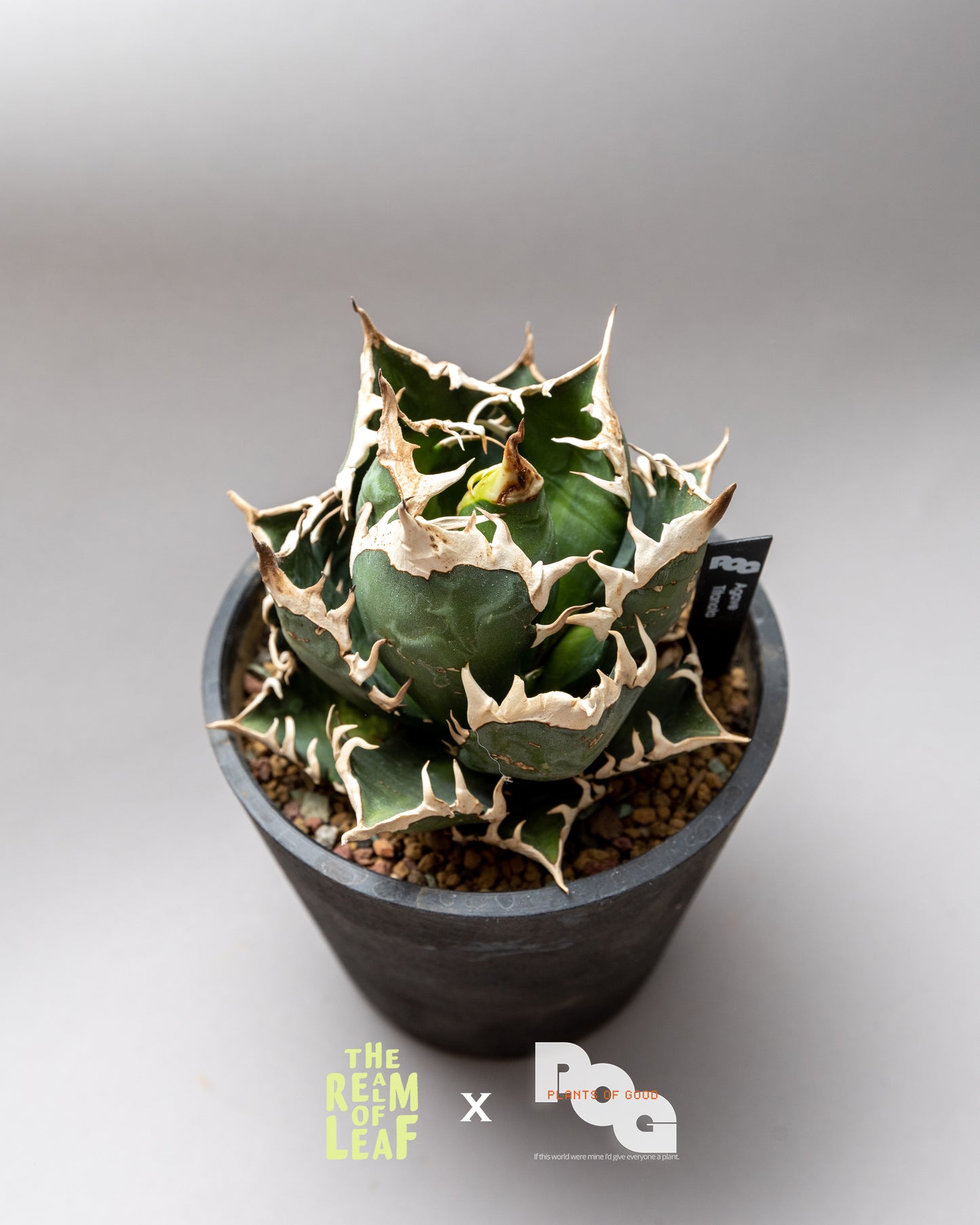 Titanota Agave "Red Cat"