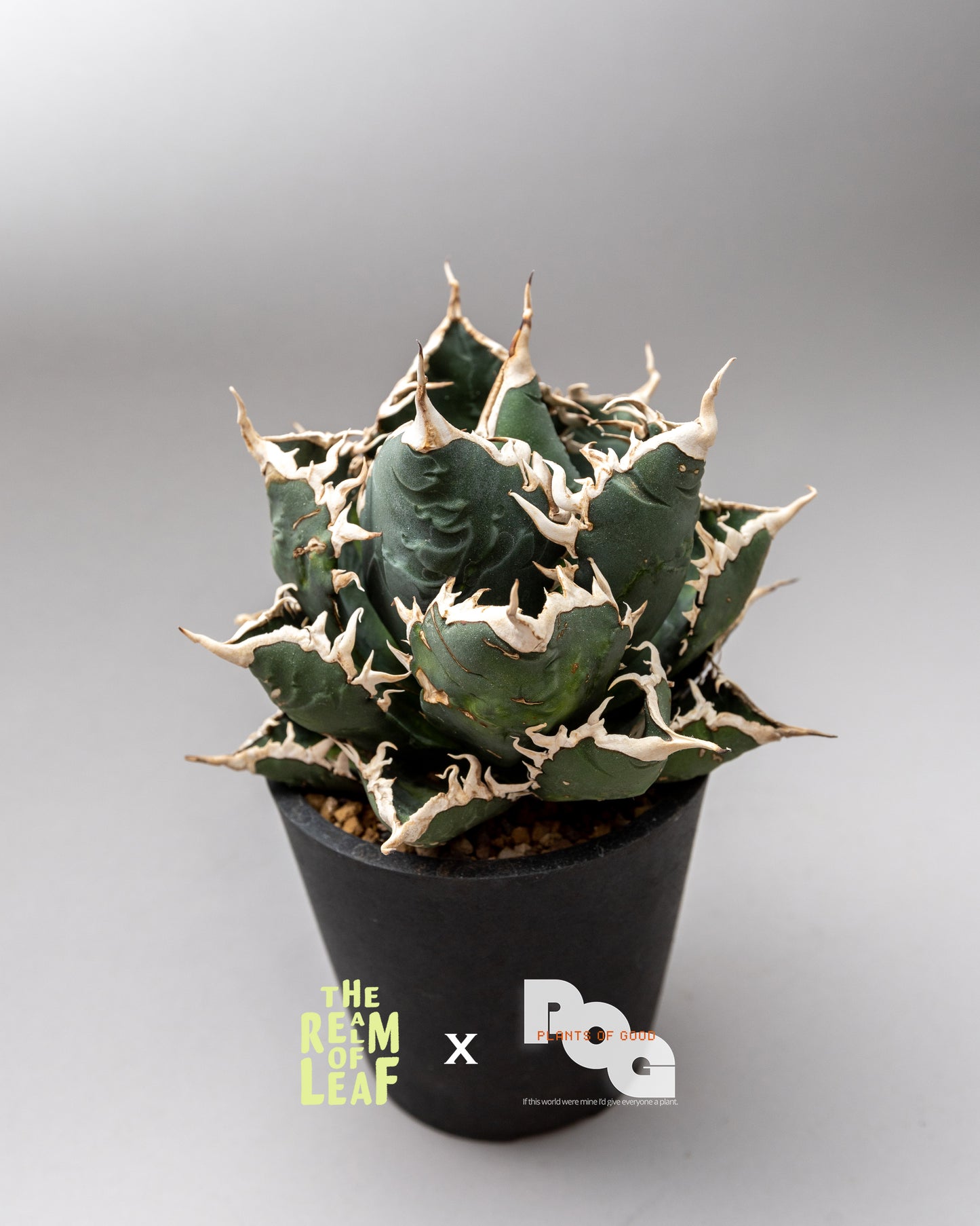 Titanota Agave "Sea King"