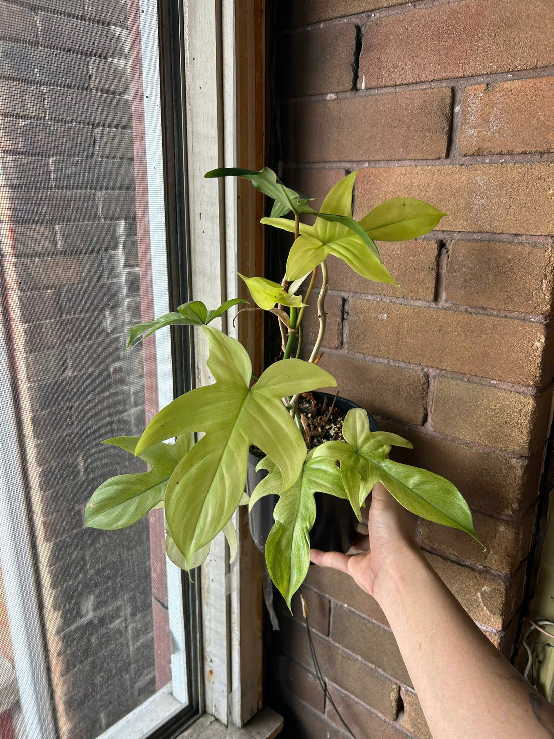 How to Take Care of Your Philodendron Florida Ghost