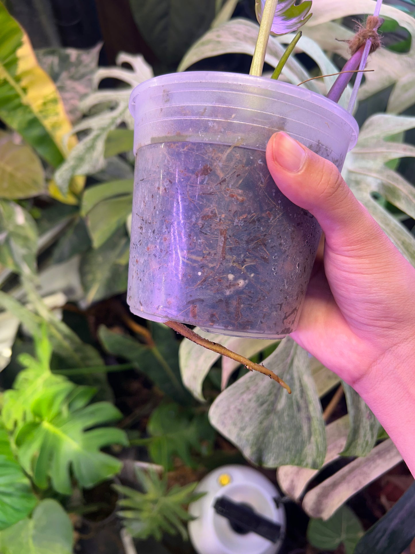 Philodendron Mayoi Variegated