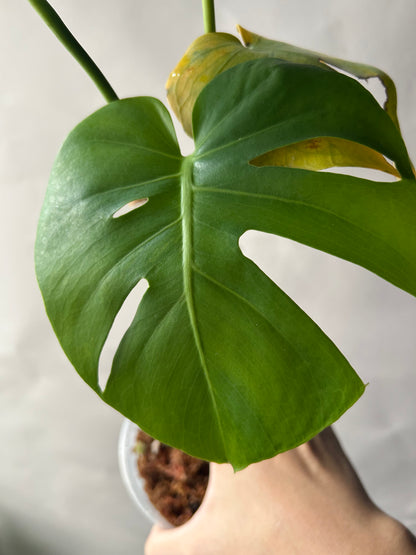 Monstera Deliciosa Green-On-Green