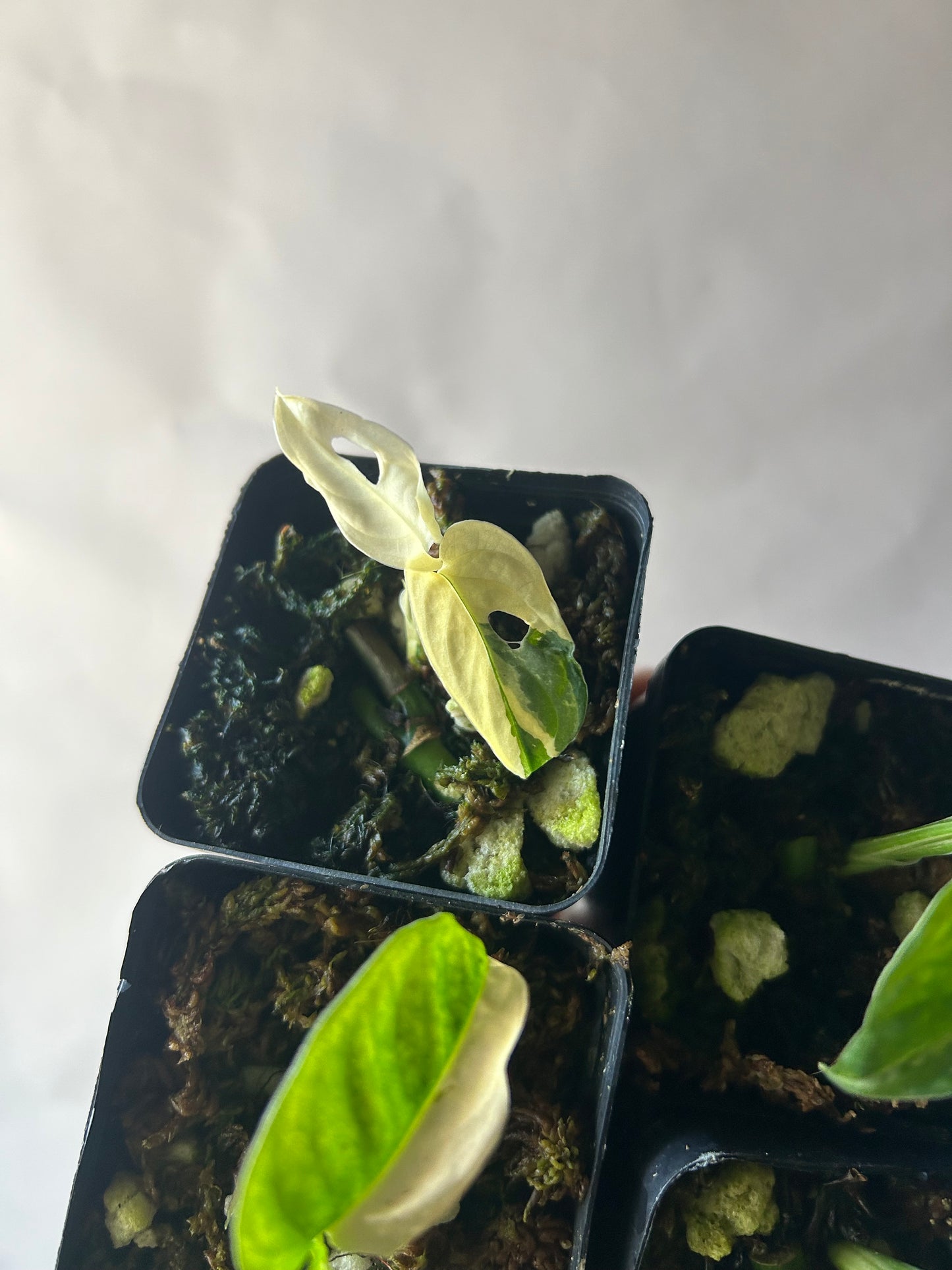 Set of 4 Monstera Adansonii Tricolor aka Albo