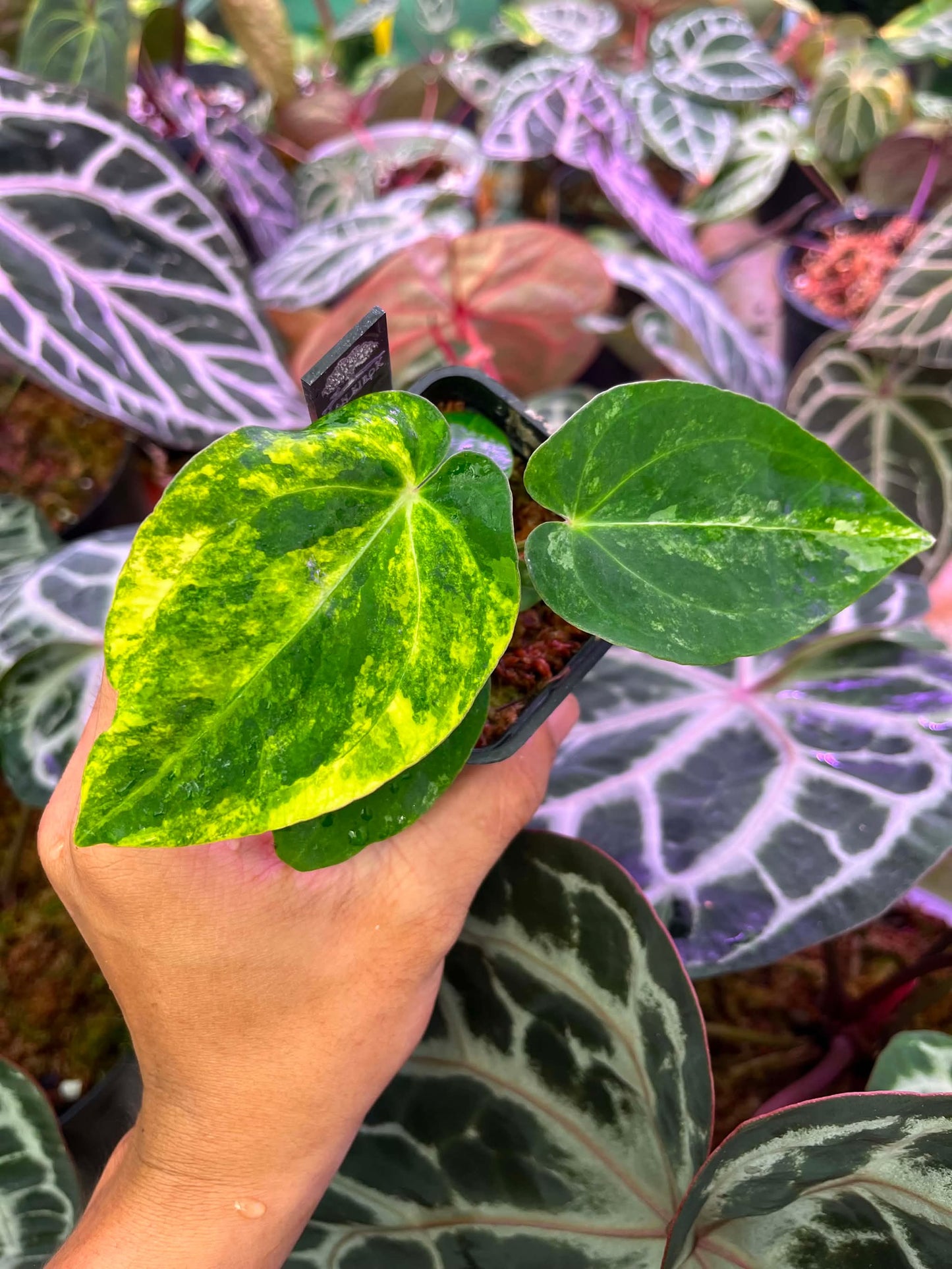 Variegated Anthurium Red Magnificum Variegated x ( Pap Var x Guna Yala) by Han Kirok