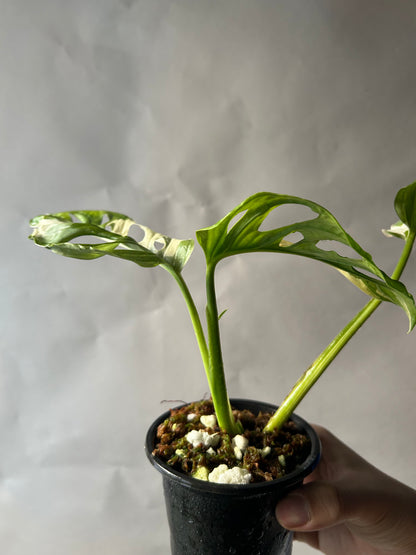 Monstera Adansonii Tricolor aka Albo