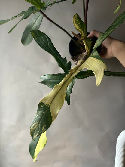 Philodendron Florida Beauty