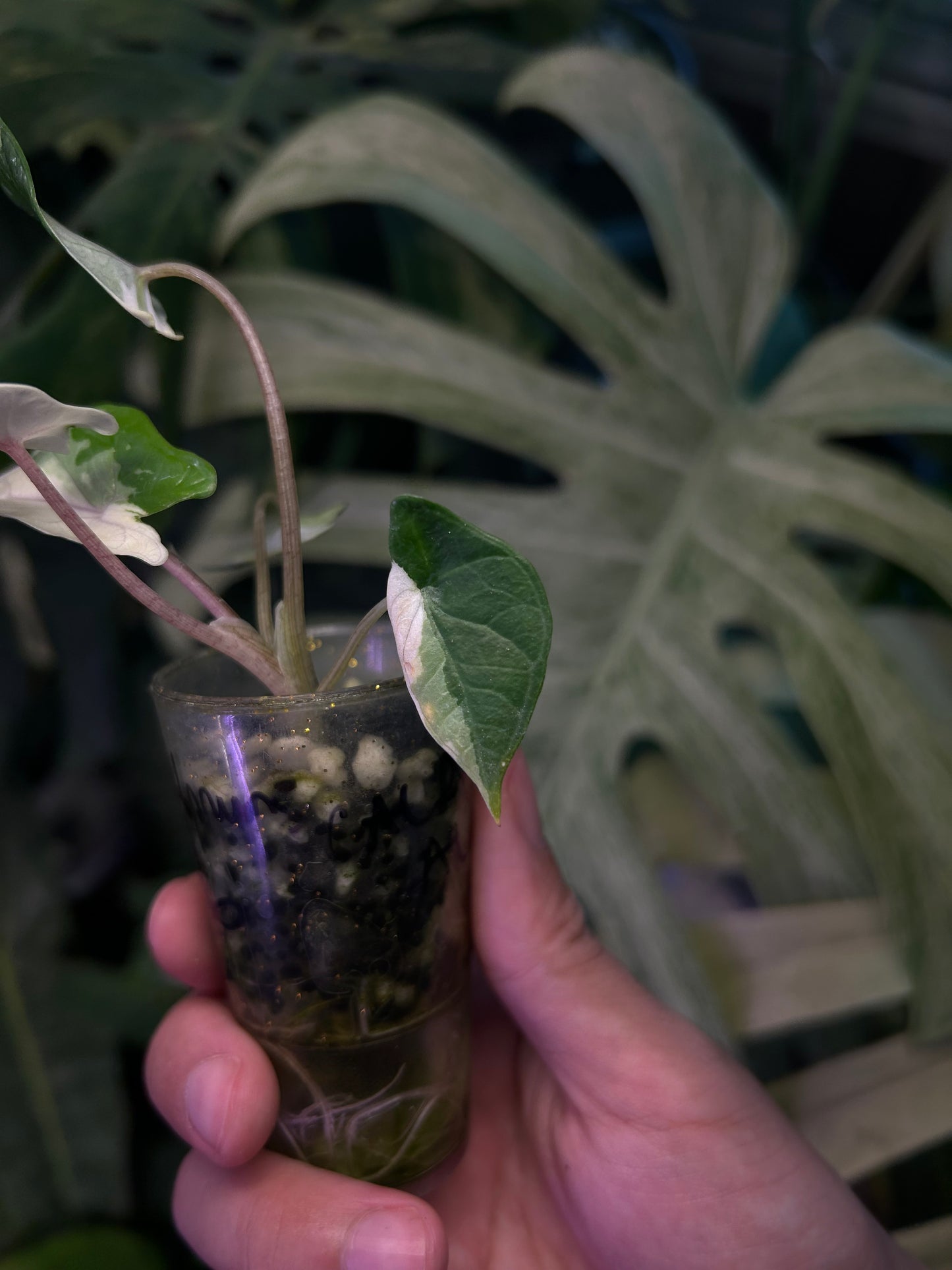 Alocasia Scalprum Albo Pink Vein ( Corm Grown)