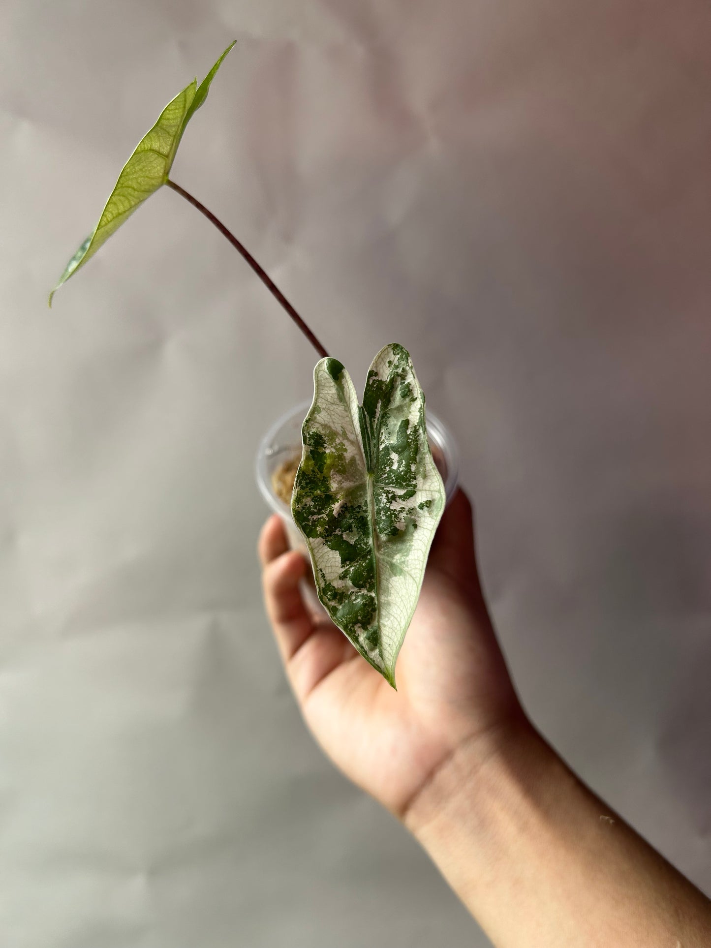 Alocasia Psedou Sanderiana Albo Pink