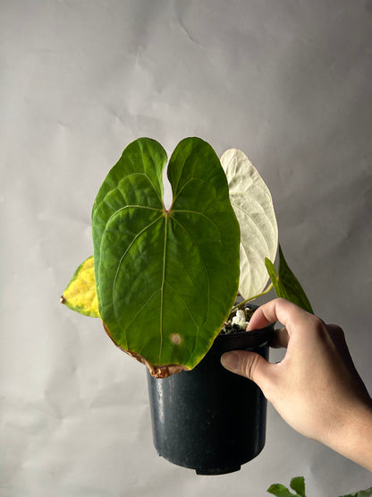 Anthurium Hoffmani x Papi