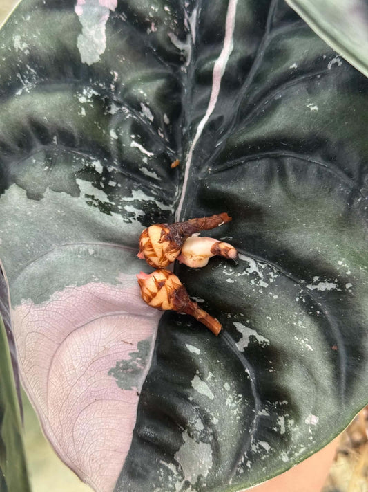 Alocasia Cuprea True Pink (Pre-Order)