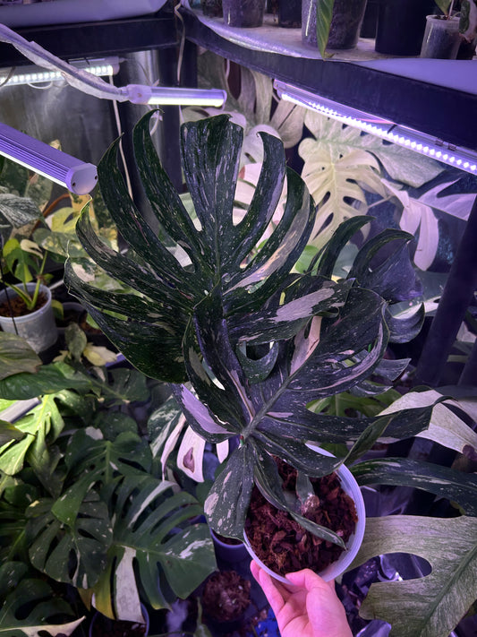 Monstera Medusa