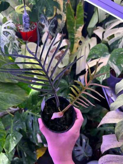Philodendron Tortum Variegated