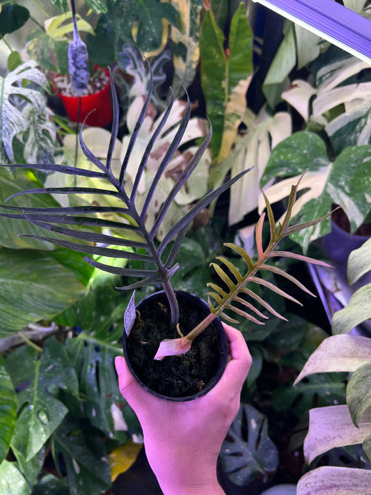 Philodendron Tortum Variegated