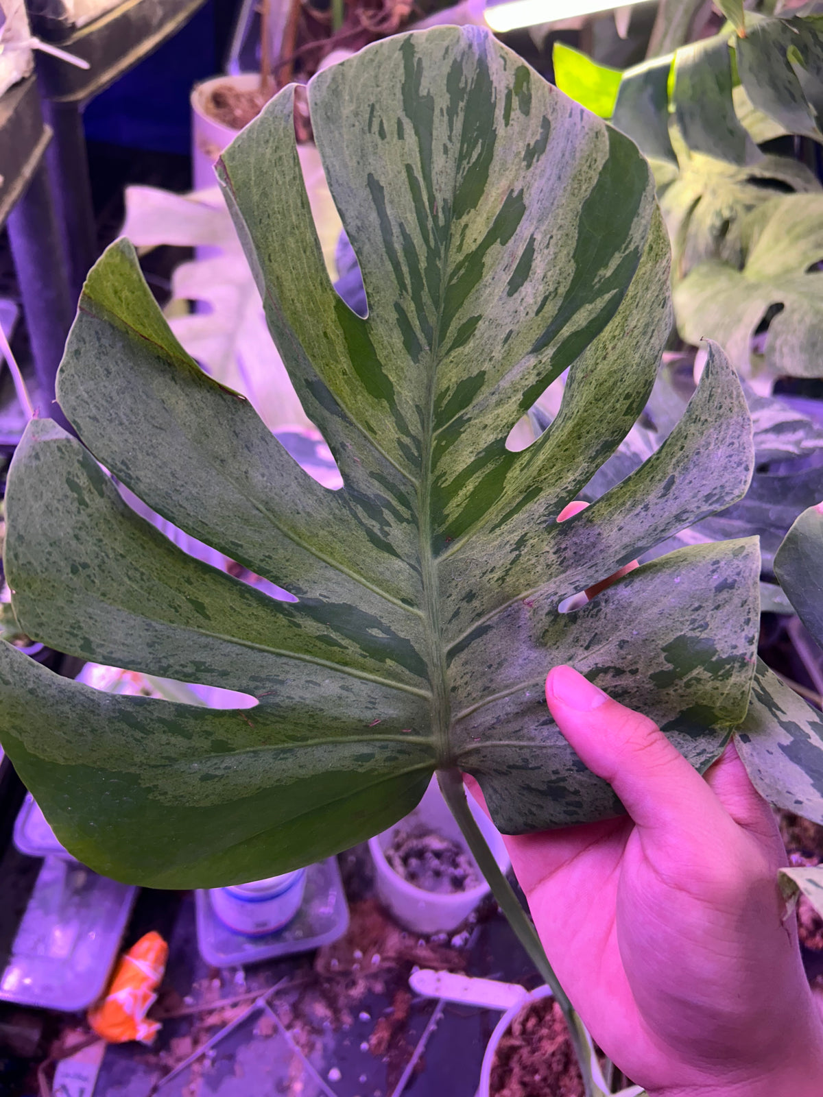 Monstera Vietciosa