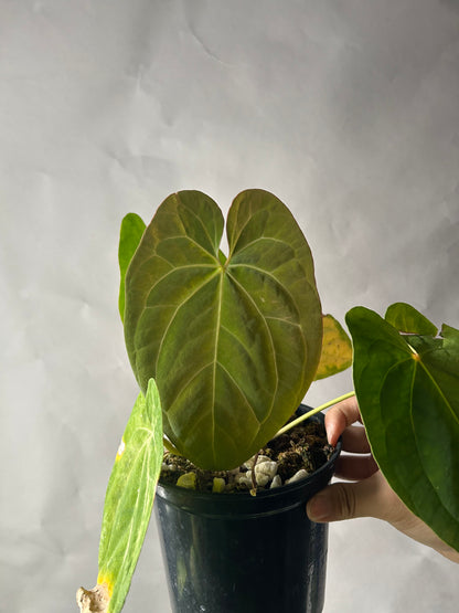 Anthurium Hoffmani x Papi