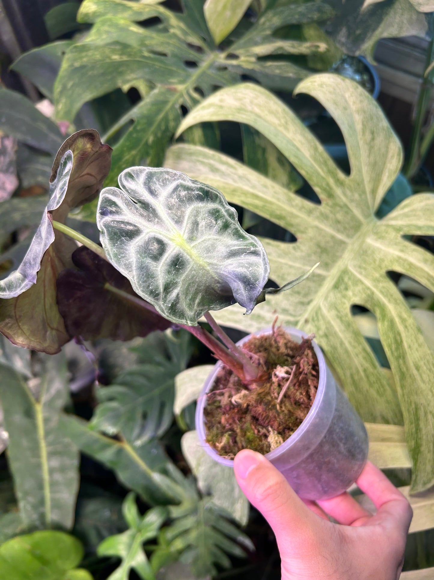 Alocasia Venom