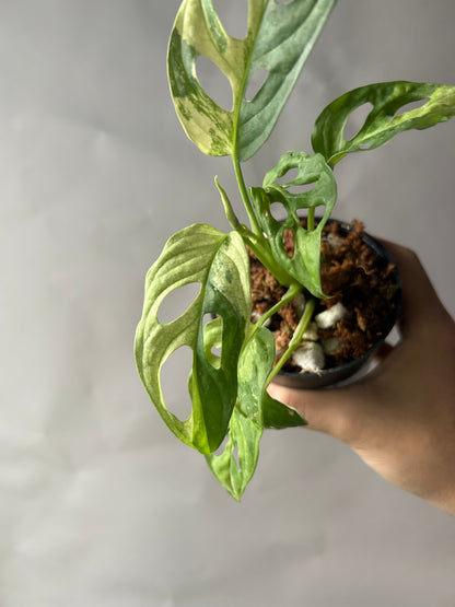 Monstera Adansonii Tricolor aka Albo