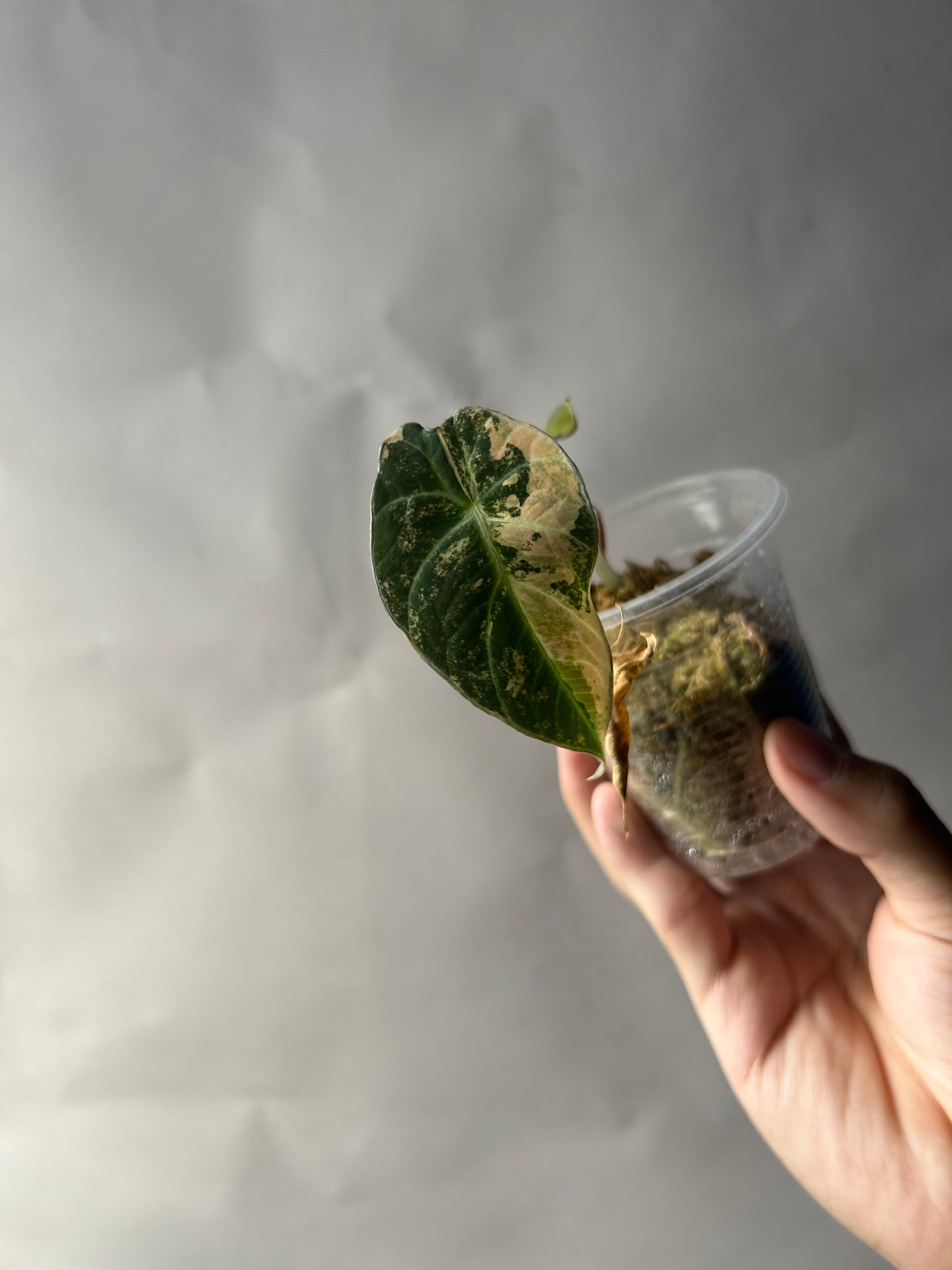 Alocasia Black Velvet Gold