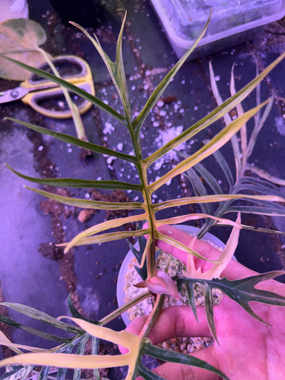 Philodendron Tortum Variegated