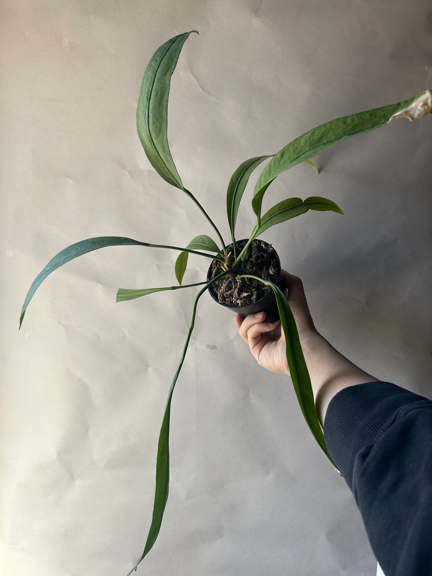 Anthurium Vittarifolium