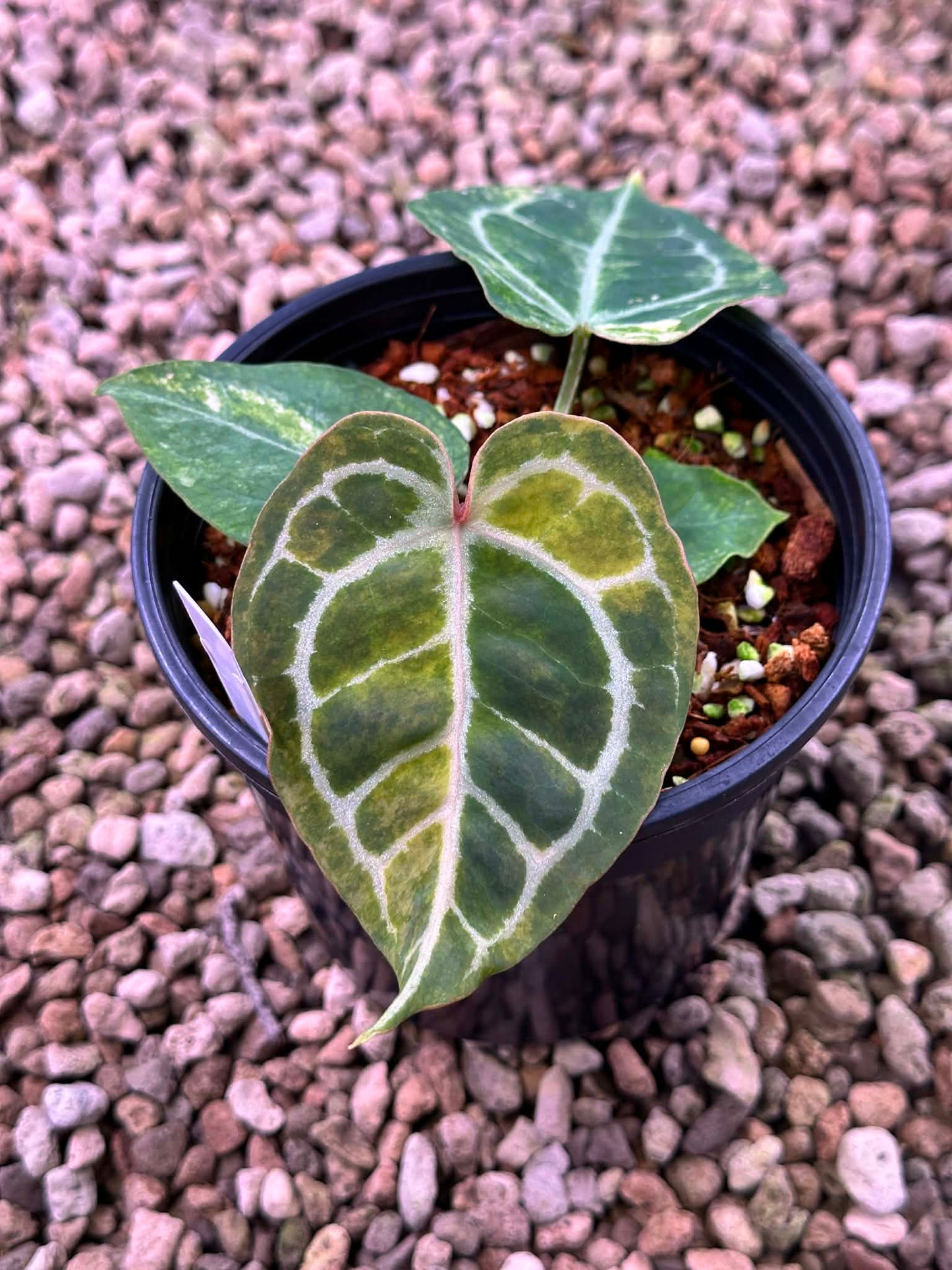 Anthurium (Crystallium x Michelle) x ( Michelle x Zara ) By Han Kirok