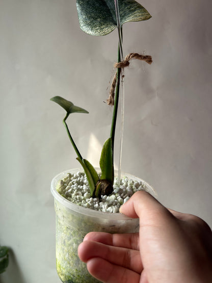 Monstera Devil Monster (Non-TC)