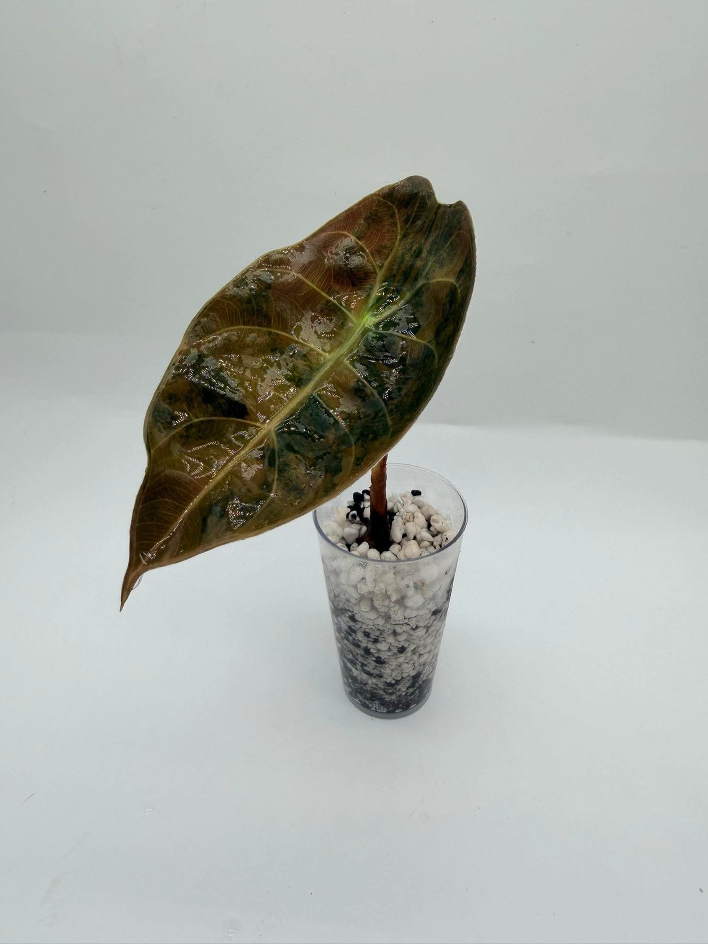 Alocasia Sendenii Aurea