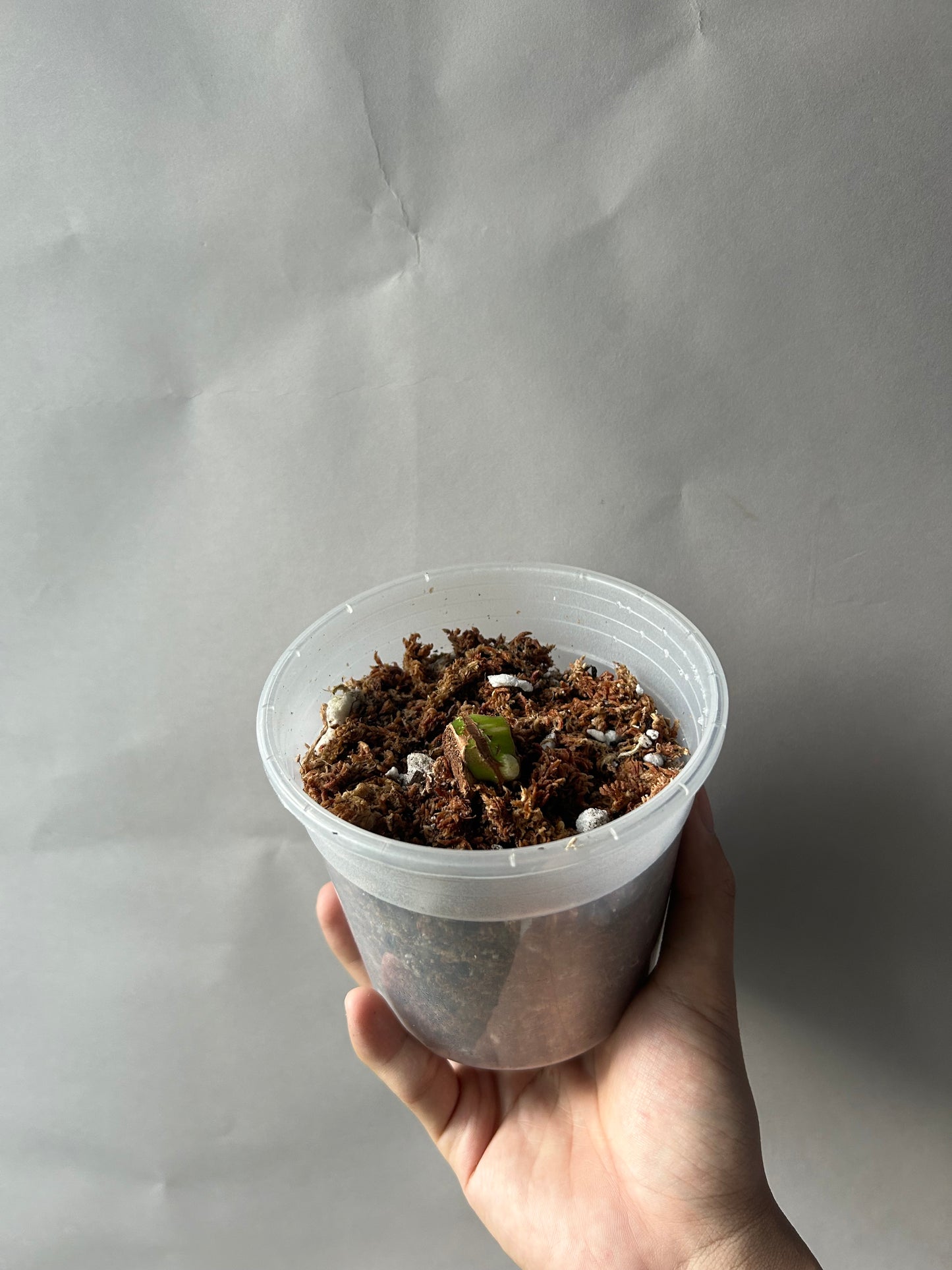 Philodendron Pastazanum Albo