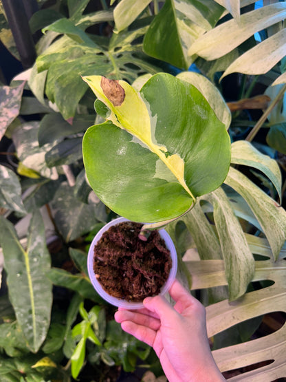 Monstera White Lava