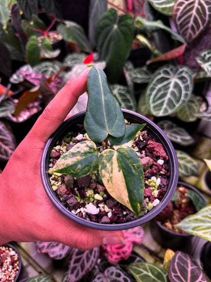 Anthrium (Papillilaminum Var x Dressleri) x BVEP ‘Tezula’ S1