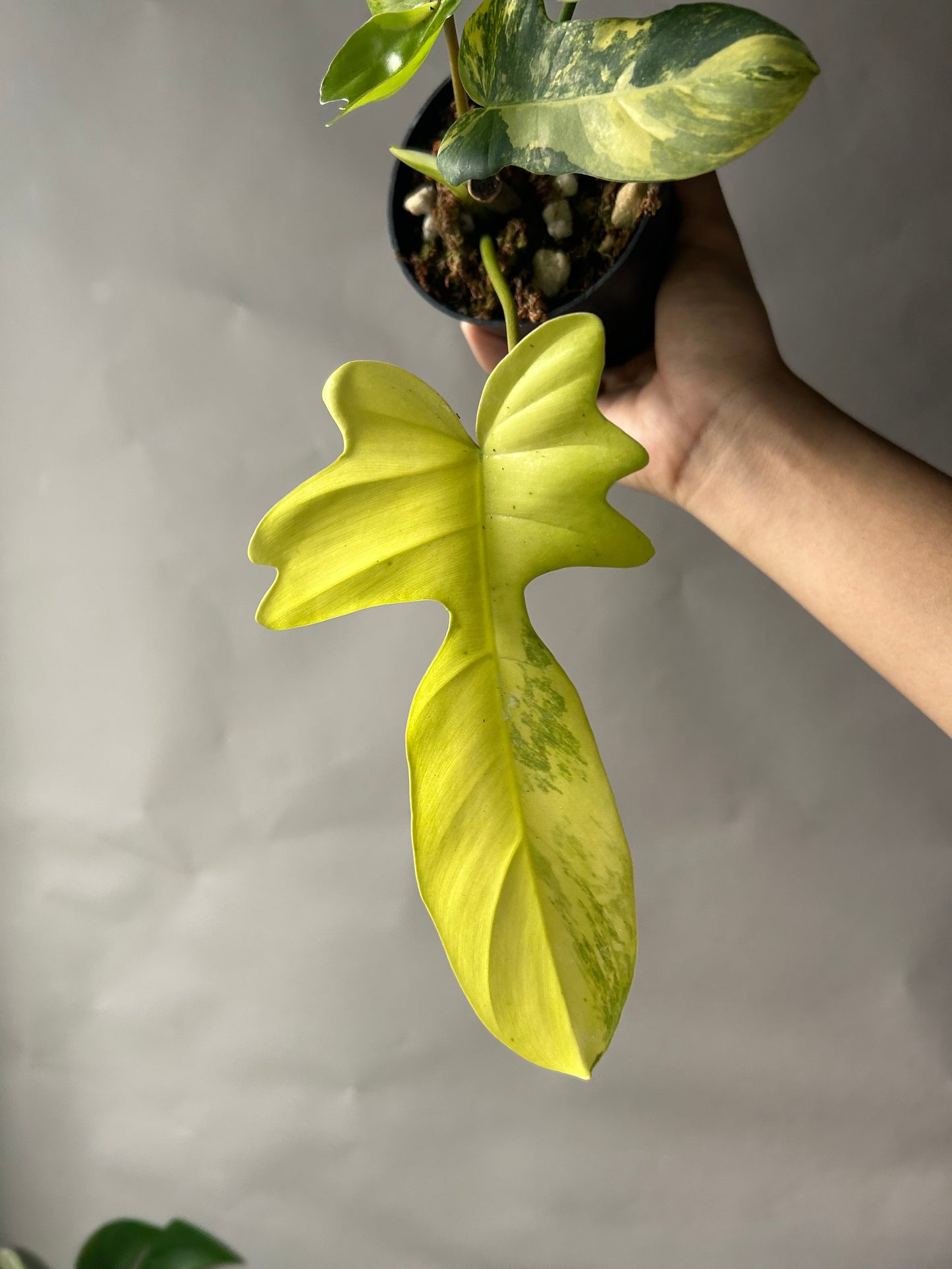 Philodendron Florida Beauty x Mayoi