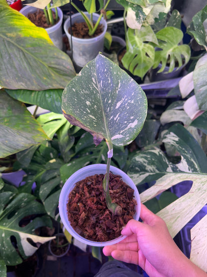 Monstera Medusa Cutting