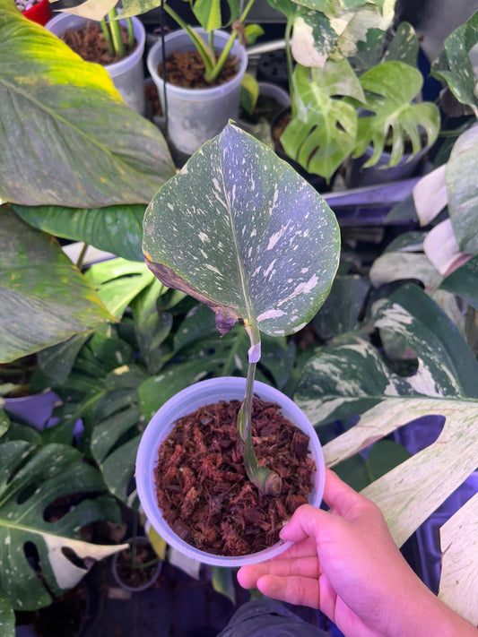 Monstera Medusa Cutting