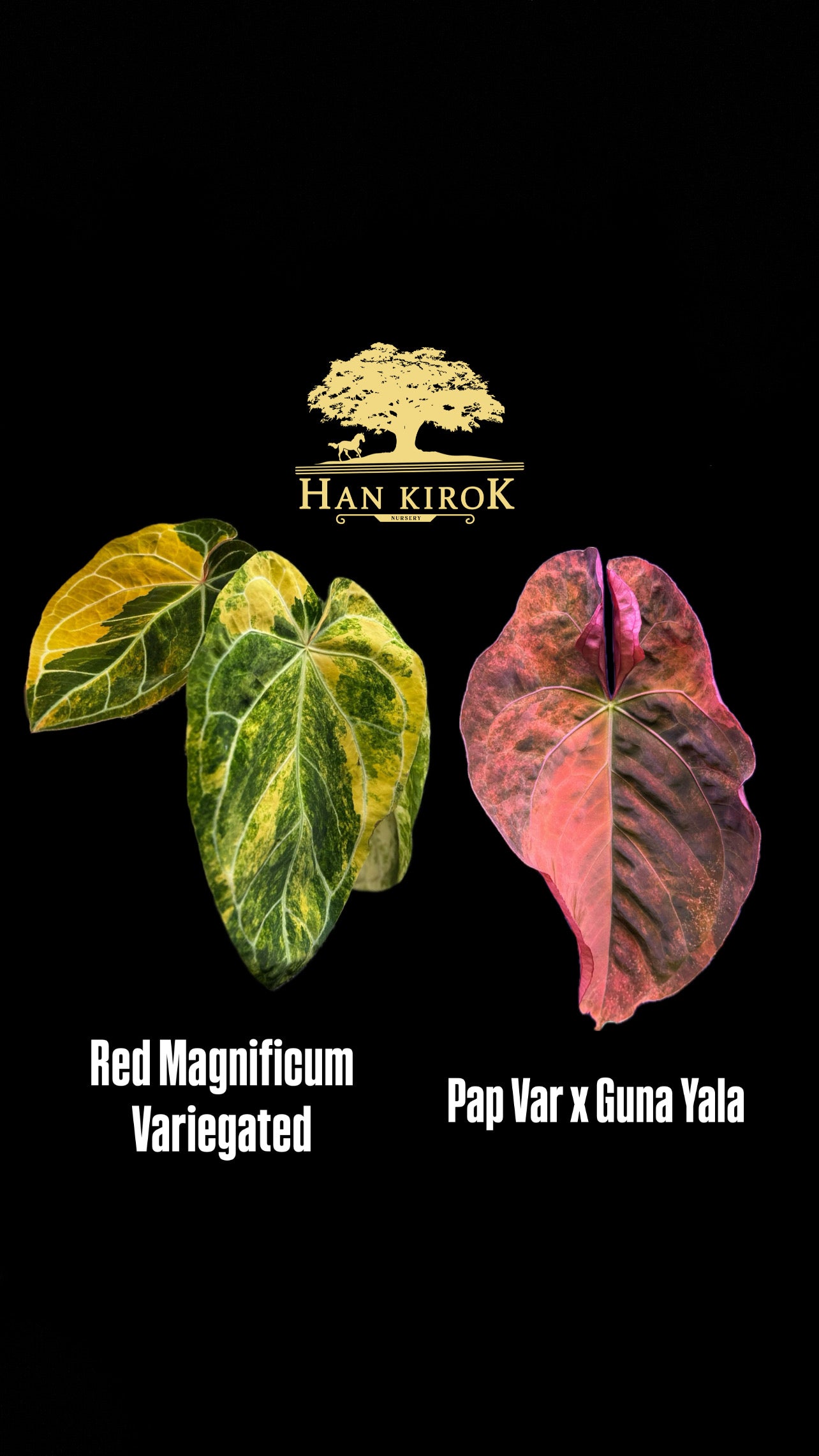 Variegated Anthurium Red Magnificum Variegated x ( Pap Var x Guna Yala) by Han Kirok