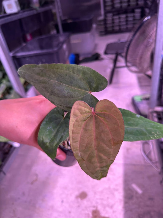 Anthurium (BVEP x Kunayala) x Dragon Fang