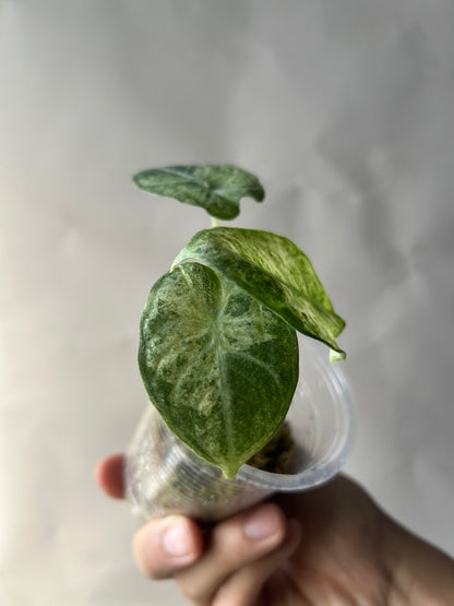 Alocasia Ninja Tricolor Splash