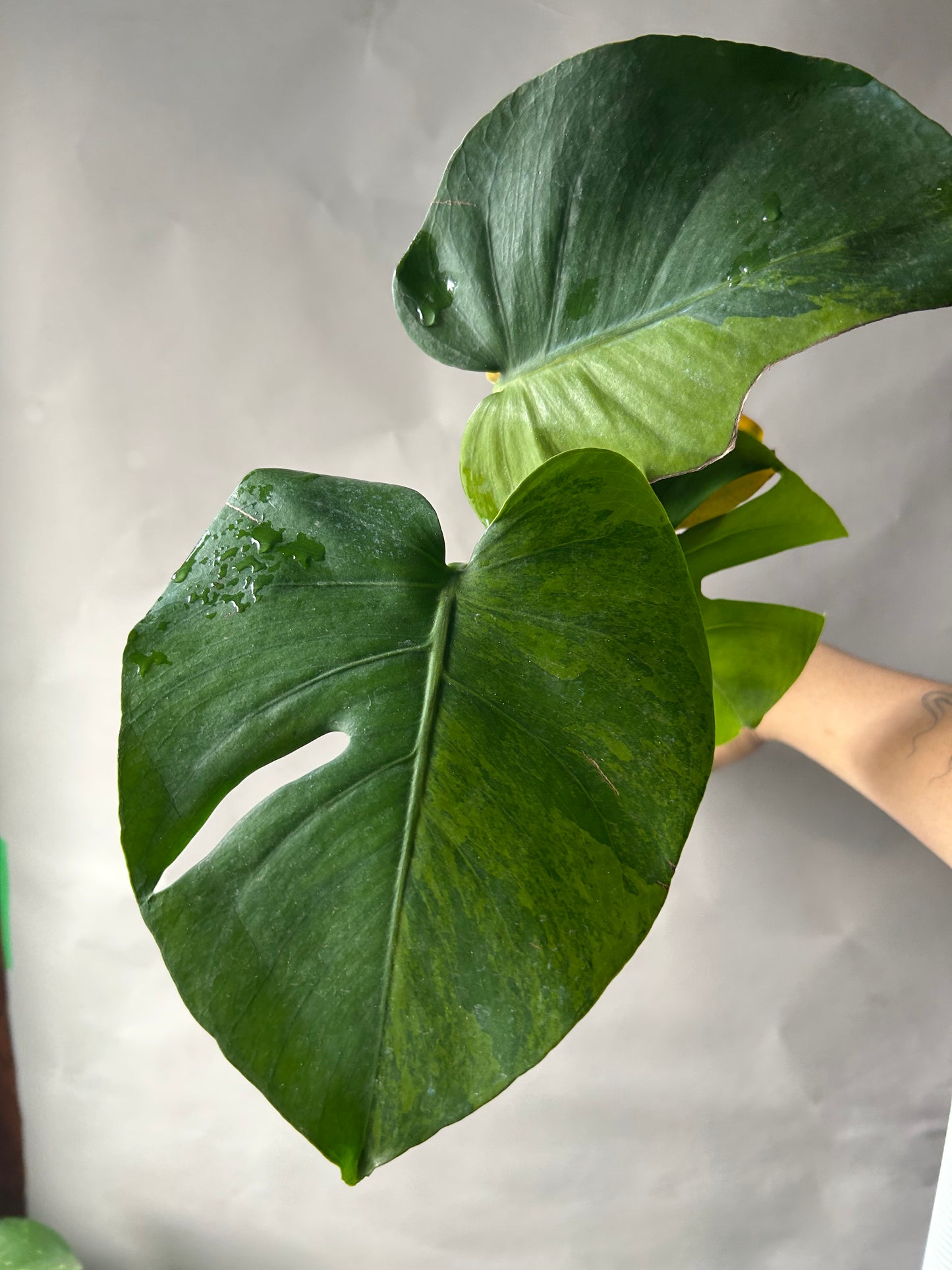 Monstera Deliciosa Green-On-Green