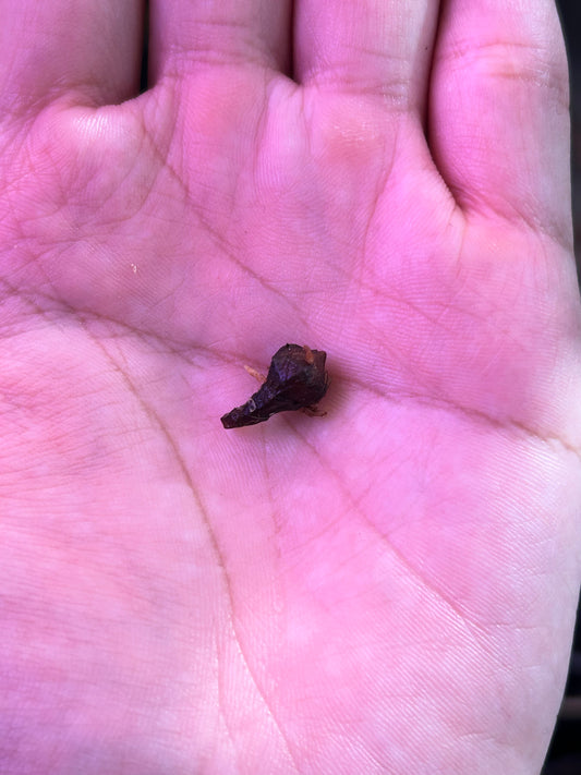 Alocasia True Pink Corm