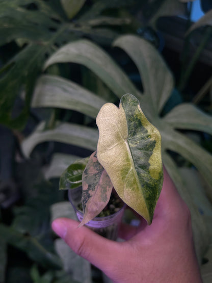 Alocasia Pseudo Aurea