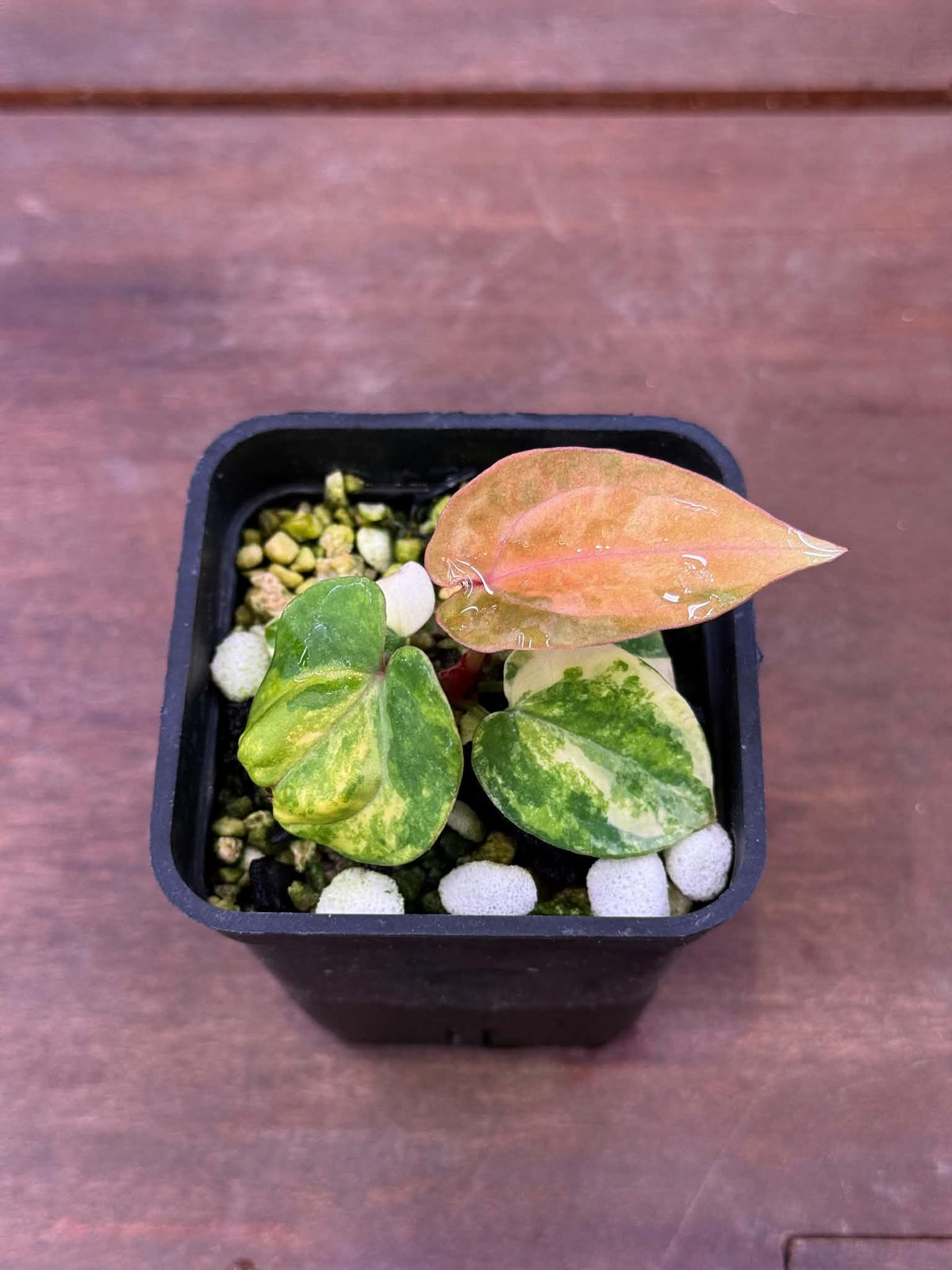 Anthurium (Papillilaminum Var x Dressleri) x (SKG Pink Lemonade x RC)