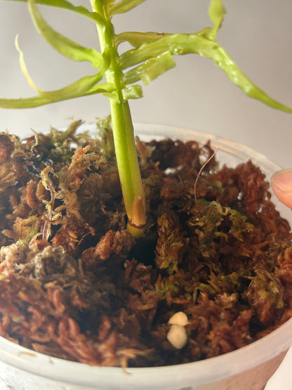 Philodendron Tortum Variegated Top Cut