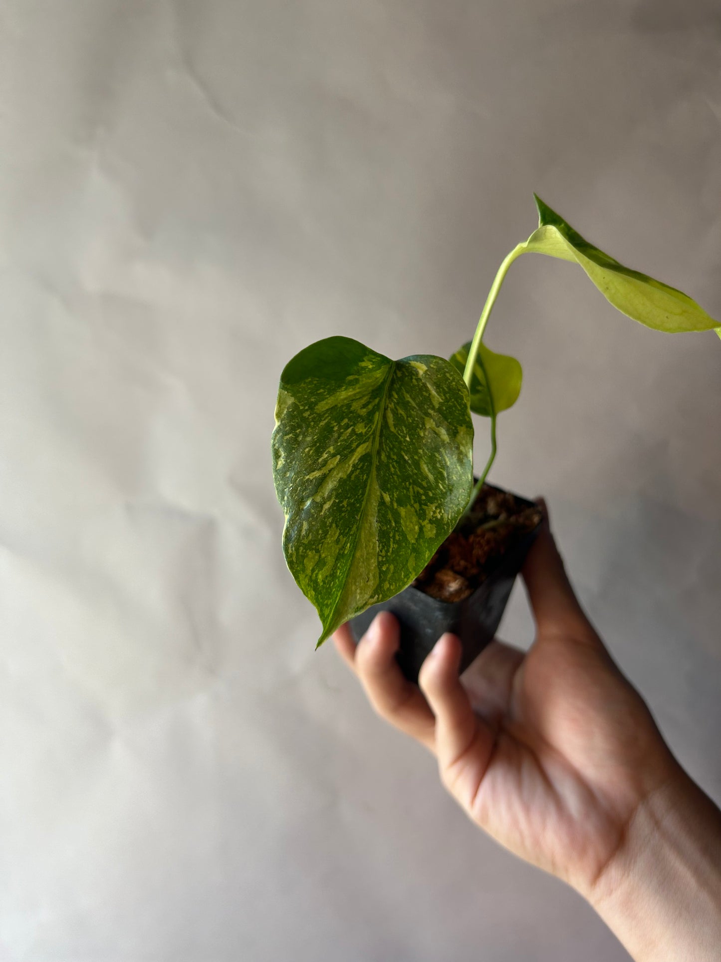 Monstera Deliciosa Electrolytes King